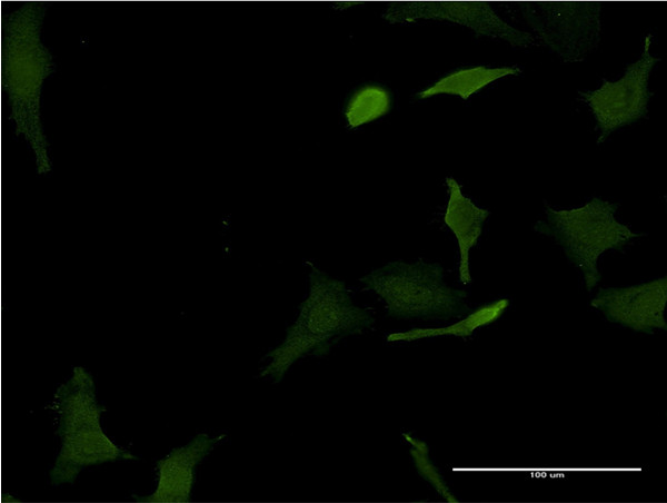 HHEX Antibody in Immunocytochemistry (ICC/IF)