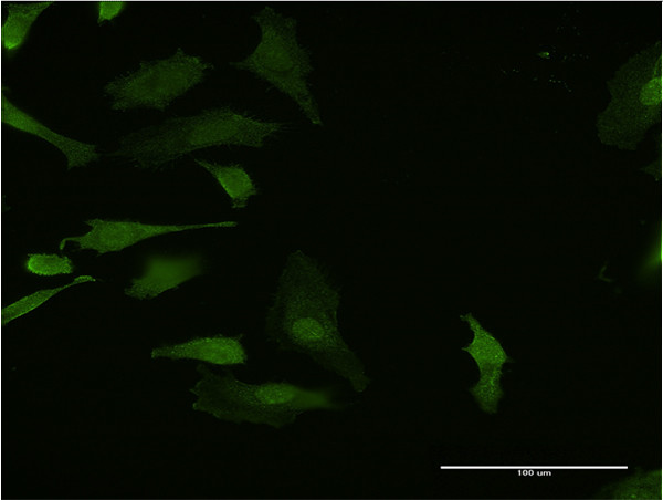 HHEX Antibody in Immunocytochemistry (ICC/IF)