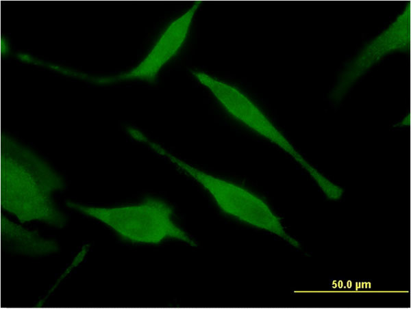 HINT1 Antibody in Immunocytochemistry (ICC/IF)