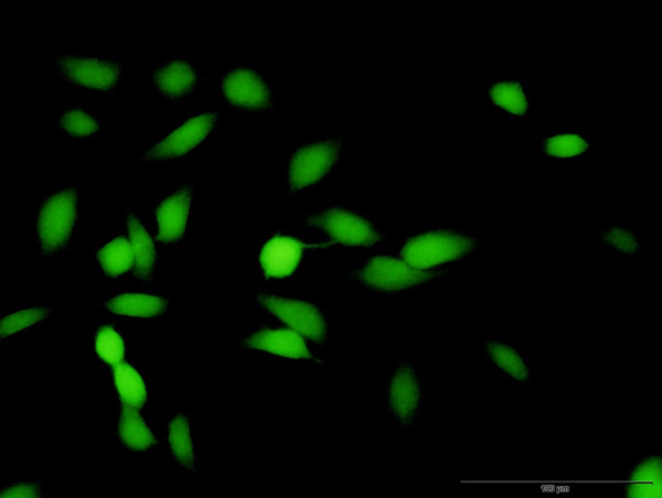 HMBS Antibody in Immunocytochemistry (ICC/IF)