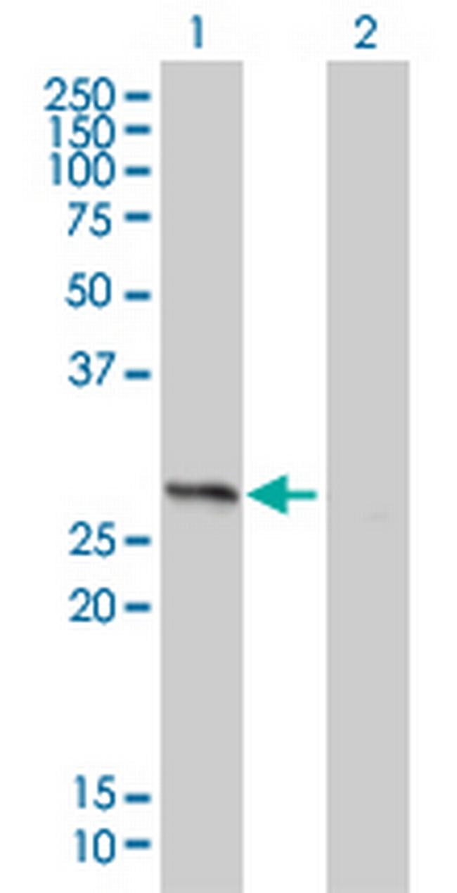 HMGB1 Antibody in Western Blot (WB)