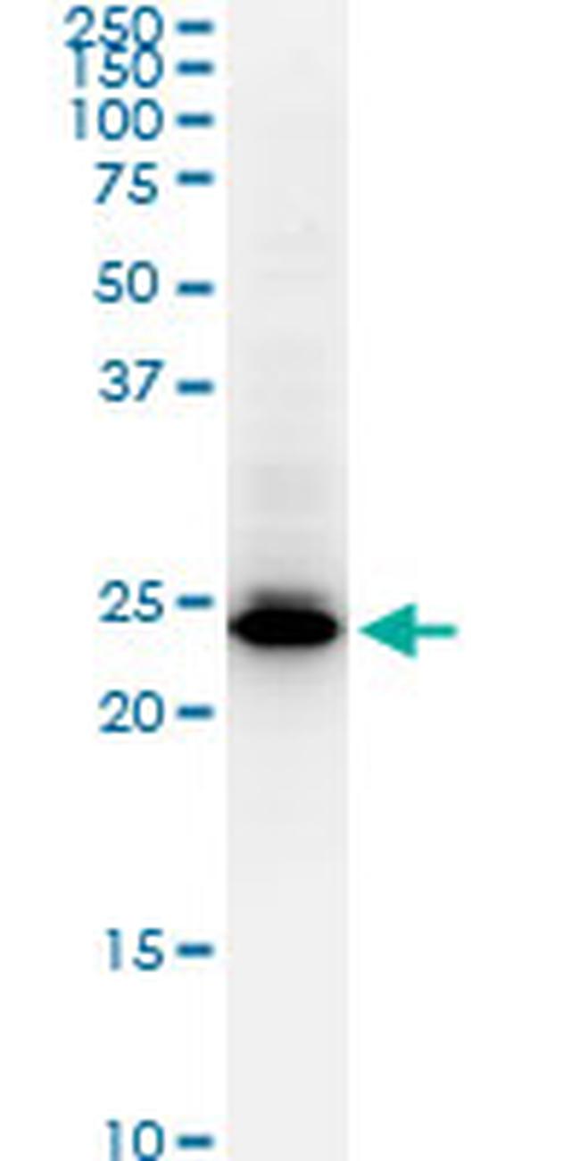 HMGB2 Antibody in Western Blot (WB)