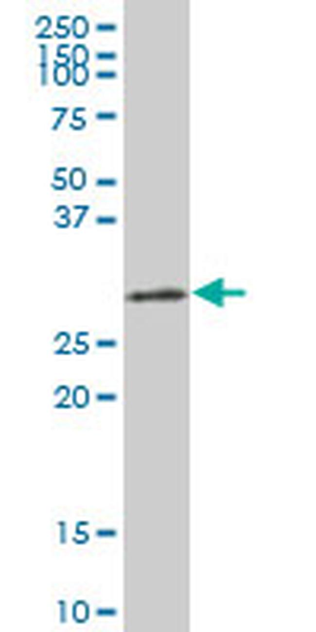 HMOX1 Antibody in Western Blot (WB)