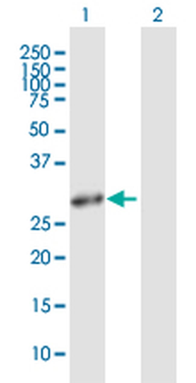 HMOX1 Antibody in Western Blot (WB)