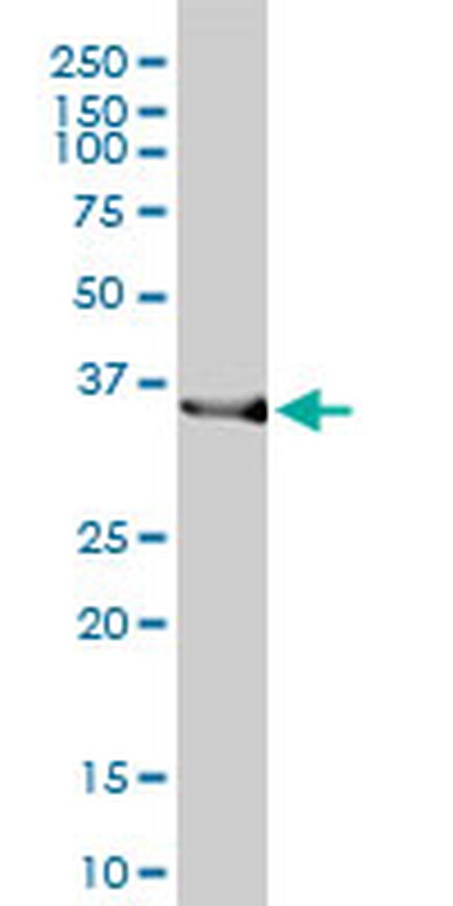 HMOX2 Antibody in Western Blot (WB)