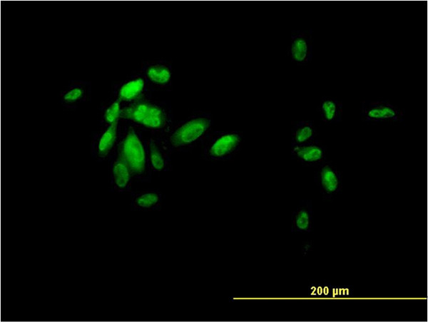 FOXA2 Antibody in Immunocytochemistry (ICC/IF)