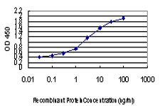 FOXA2 Antibody in ELISA (ELISA)