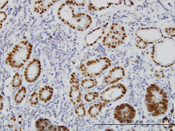 FOXA2 Antibody in Immunohistochemistry (Paraffin) (IHC (P))