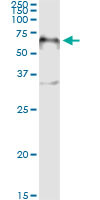 FOXA2 Antibody in Immunoprecipitation (IP)