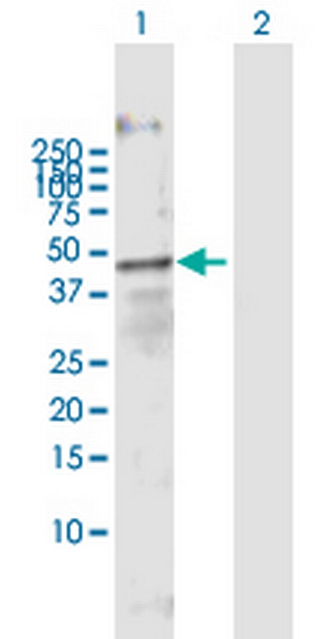 FOXA3 Antibody in Western Blot (WB)