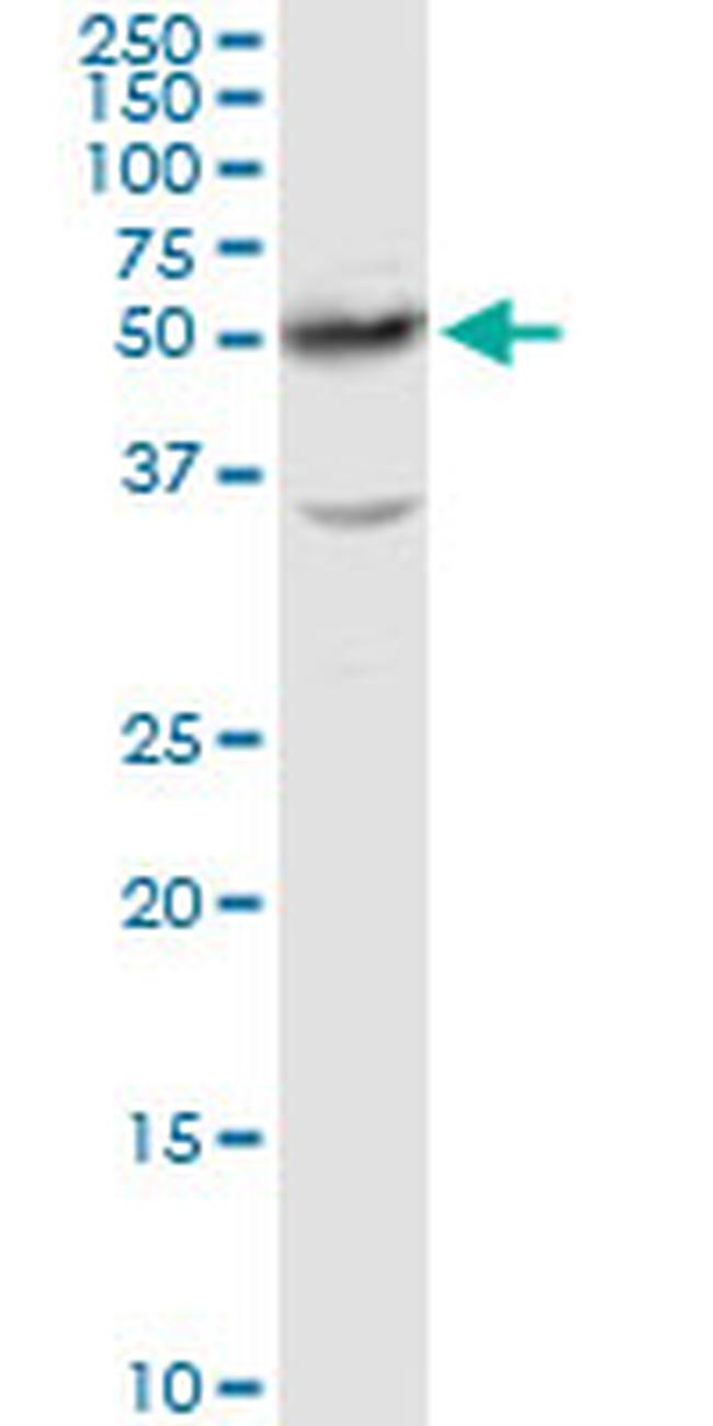 HNF4A Antibody in Western Blot (WB)