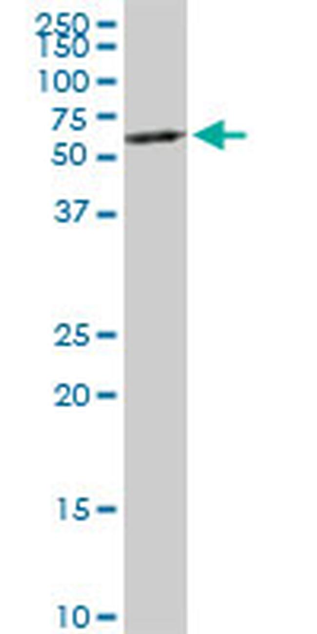 HNF4A Antibody in Western Blot (WB)