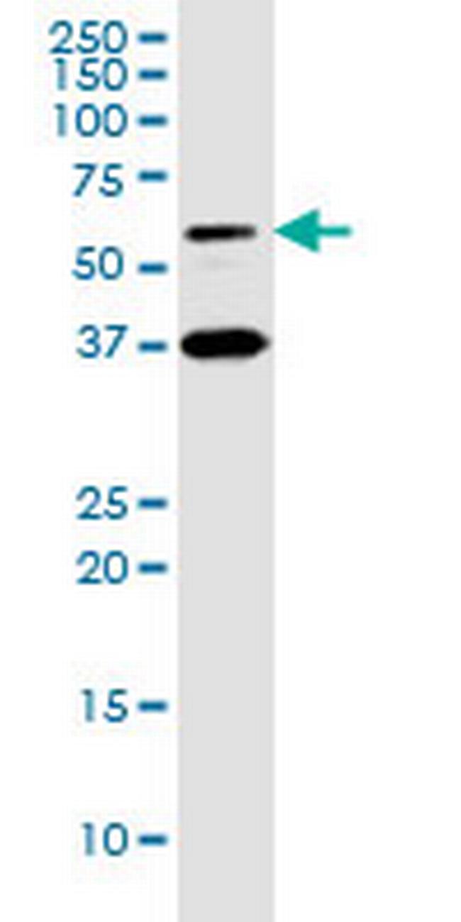 HNF4A Antibody in Western Blot (WB)