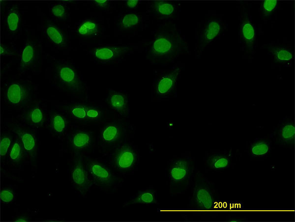 HNF4A Antibody in Immunocytochemistry (ICC/IF)