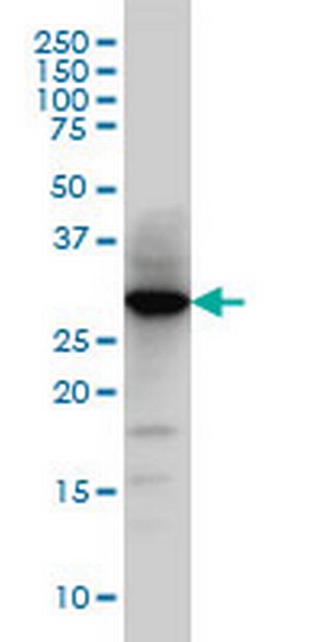 HNMT Antibody in Western Blot (WB)