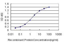 HOXA11 Antibody in ELISA (ELISA)