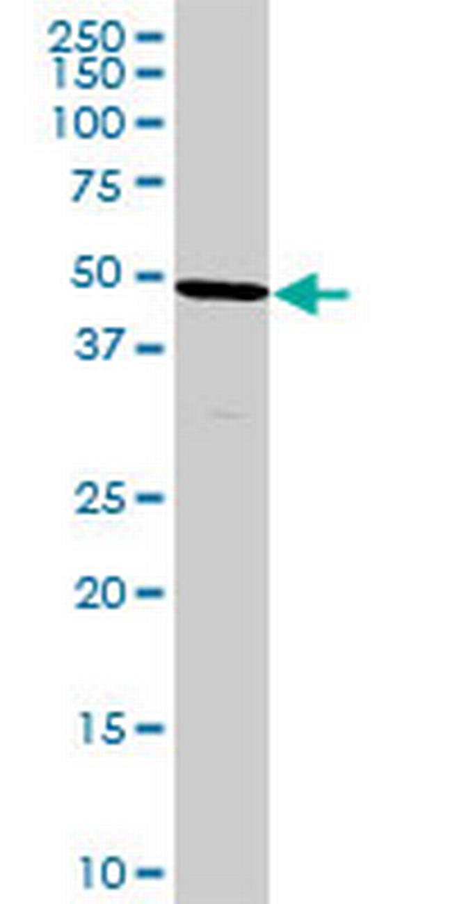 HPD Antibody in Western Blot (WB)