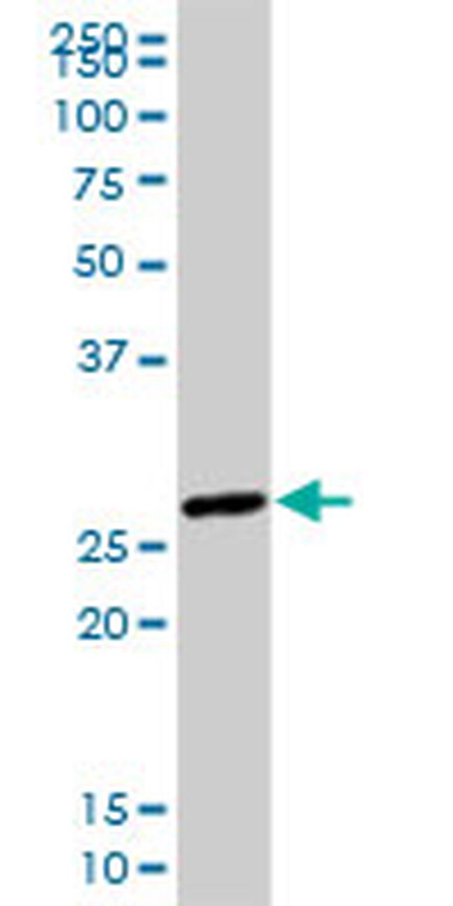 HES1 Antibody in Western Blot (WB)