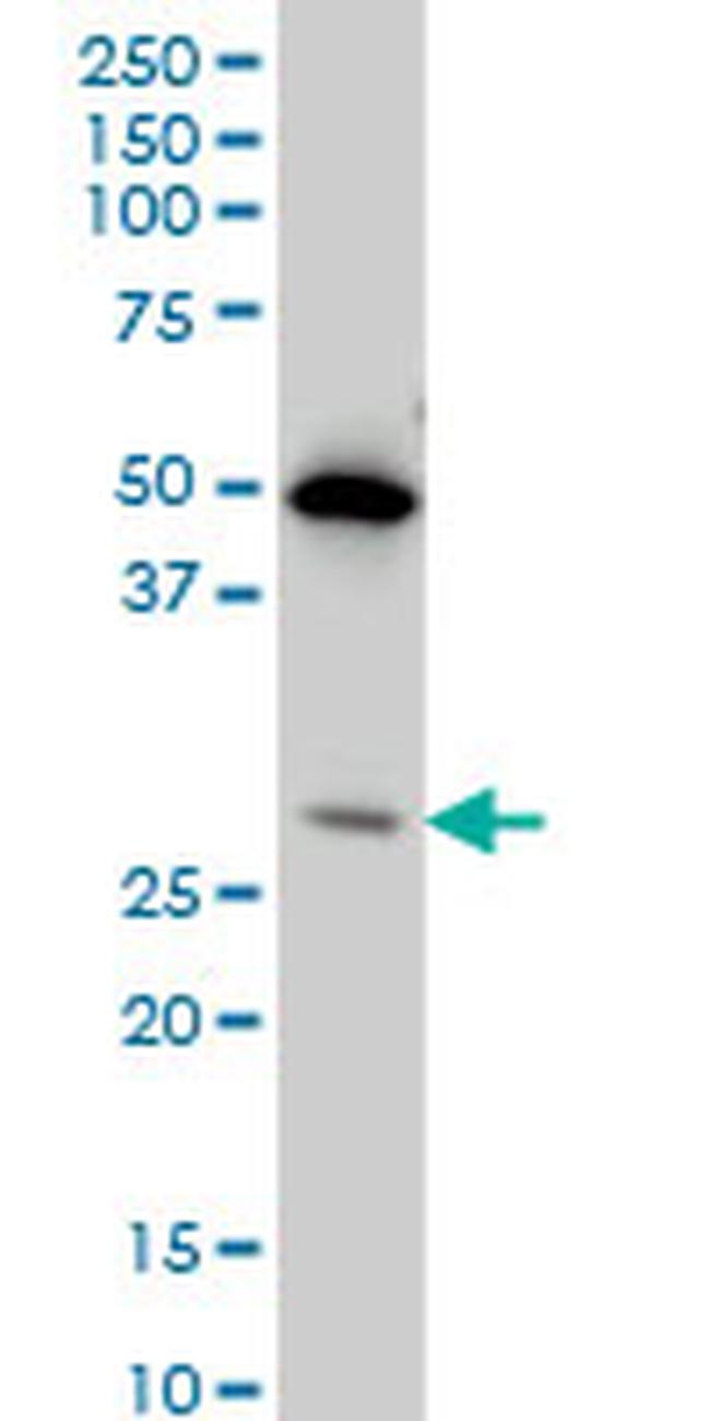 HES1 Antibody in Western Blot (WB)