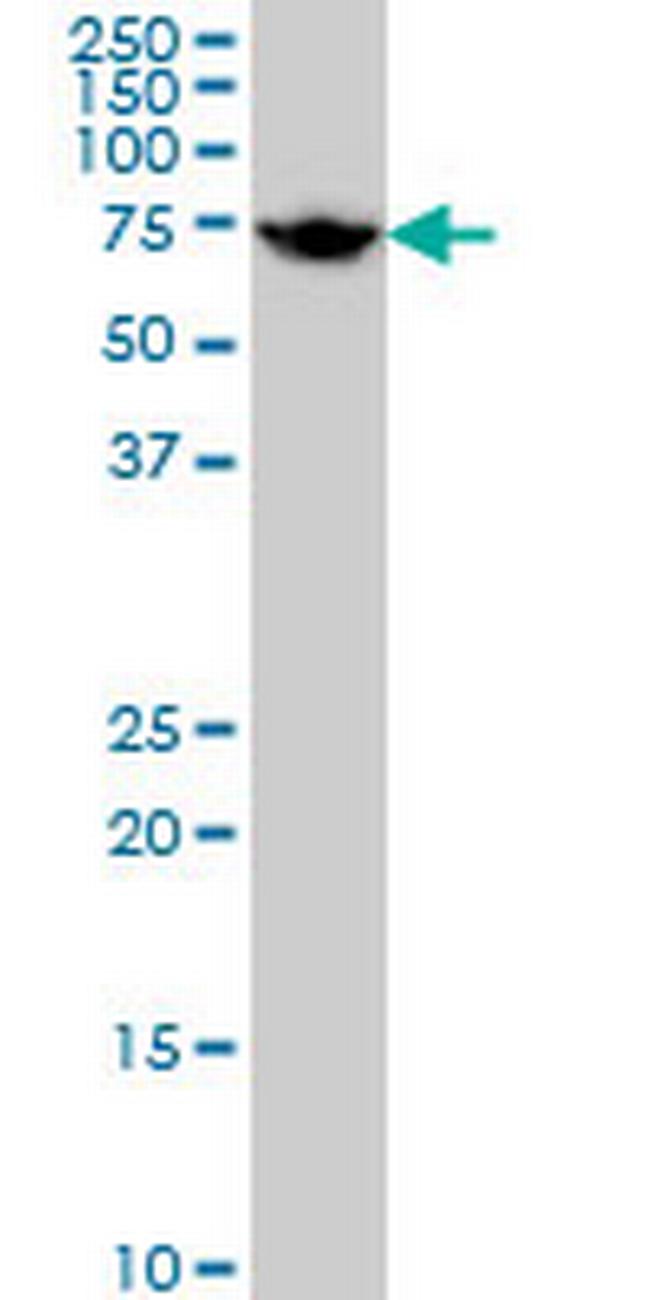 HSPA1L Antibody in Western Blot (WB)