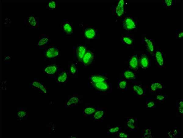 ID1 Antibody in Immunocytochemistry (ICC/IF)