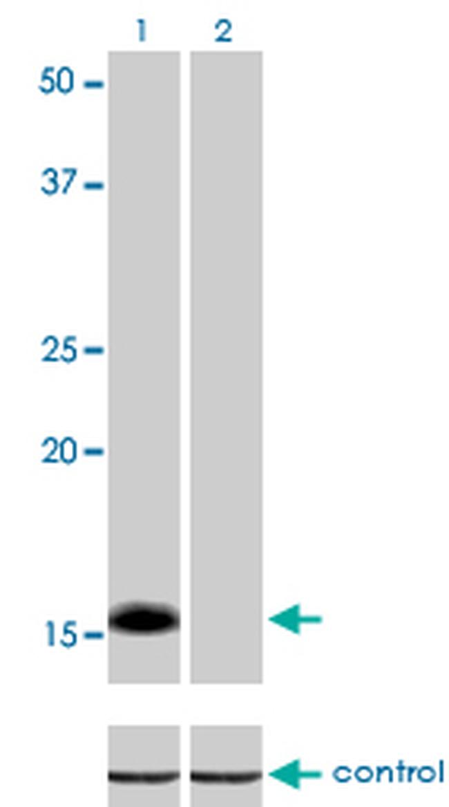 ID1 Antibody in Western Blot (WB)