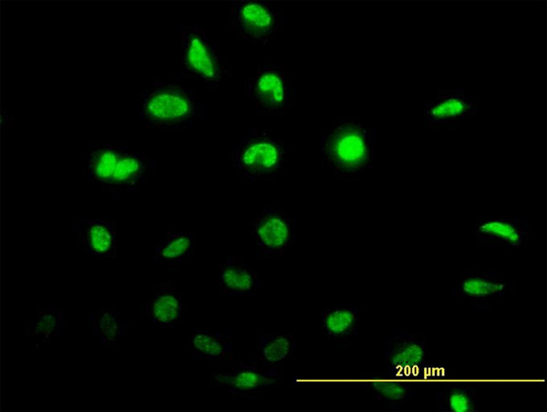 ID1 Antibody in Immunocytochemistry (ICC/IF)