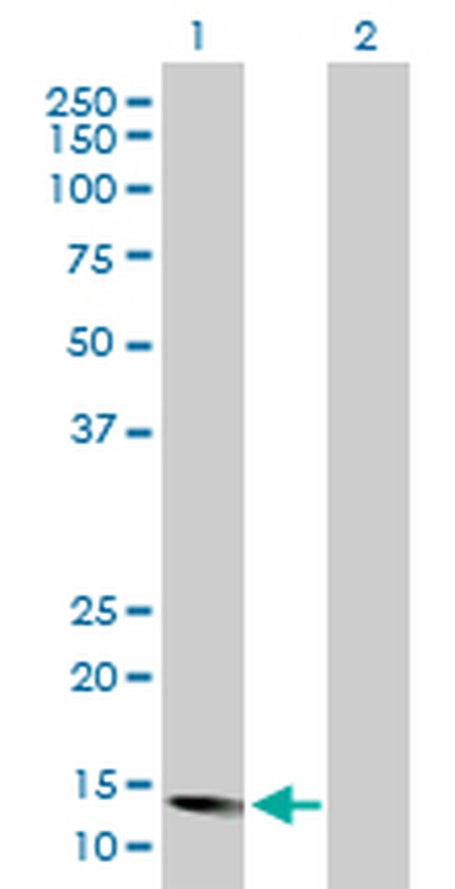 ID2 Antibody in Western Blot (WB)