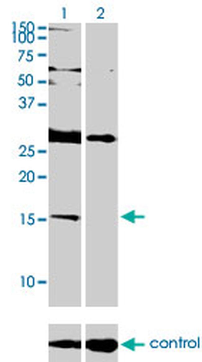 ID2 Antibody in Western Blot (WB)