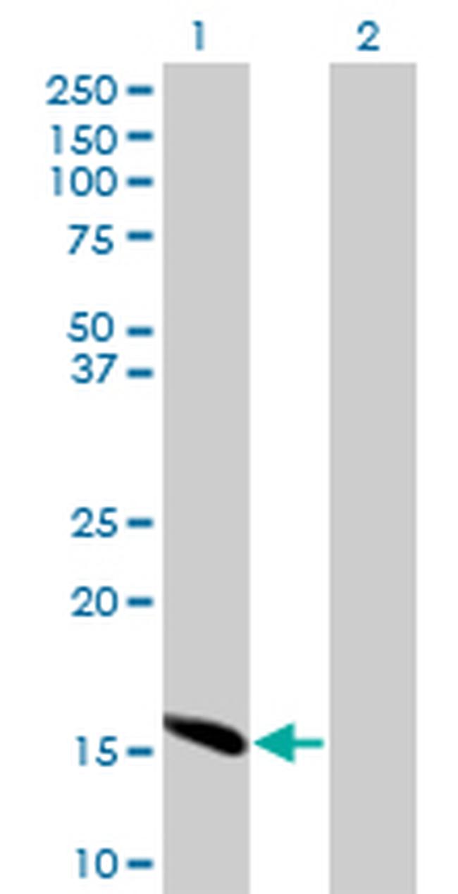 ID2 Antibody in Western Blot (WB)