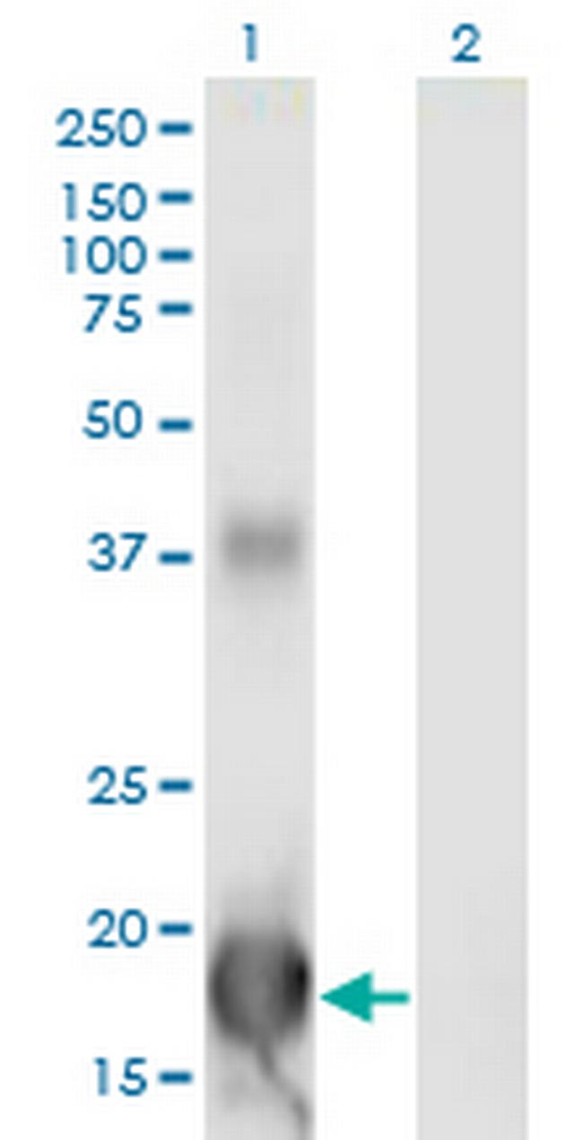 ID4 Antibody in Western Blot (WB)