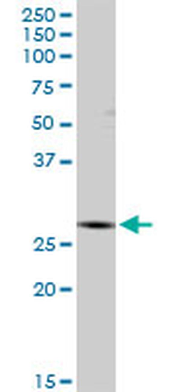 IDI1 Antibody in Western Blot (WB)