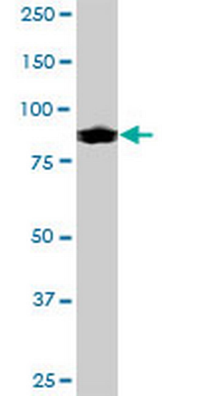 IFI16 Antibody in Western Blot (WB)