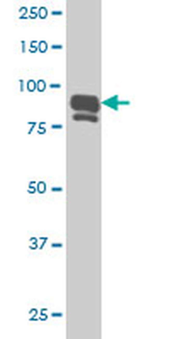 IFI16 Antibody in Western Blot (WB)