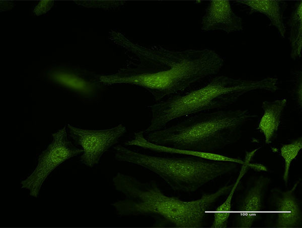 IFI35 Antibody in Immunocytochemistry (ICC/IF)