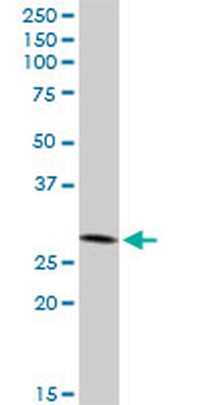 IFI35 Antibody in Western Blot (WB)