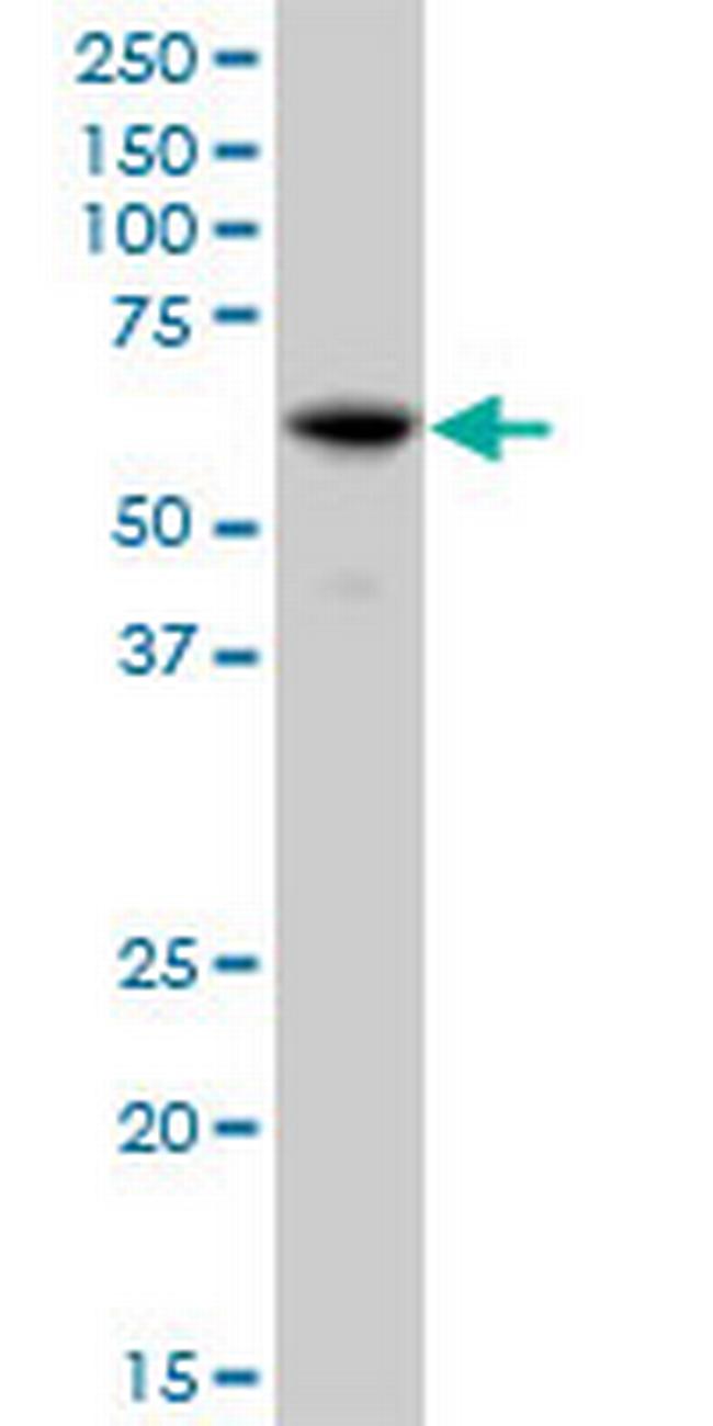 IFIT3 Antibody in Western Blot (WB)