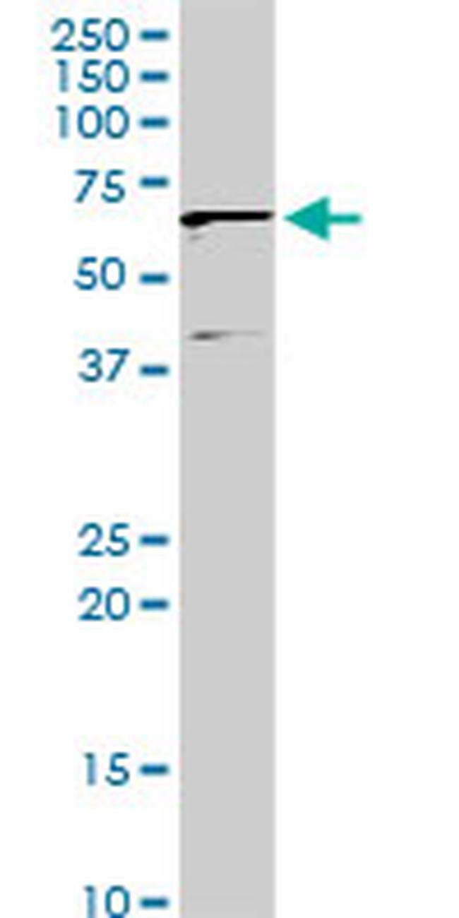 IFIT3 Antibody in Western Blot (WB)