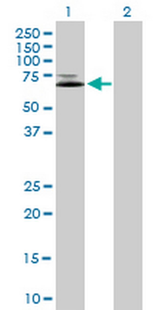 IFNGR1 Antibody in Western Blot (WB)