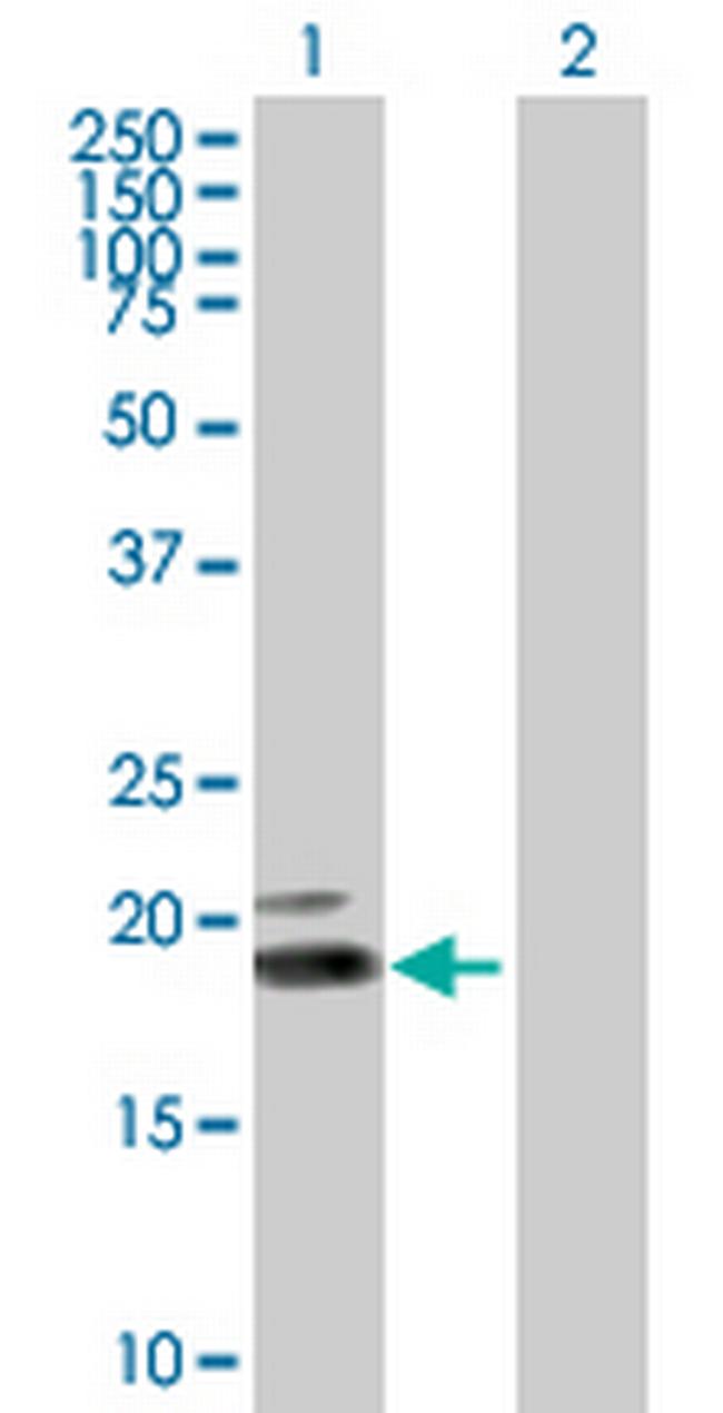 IFNW1 Antibody in Western Blot (WB)