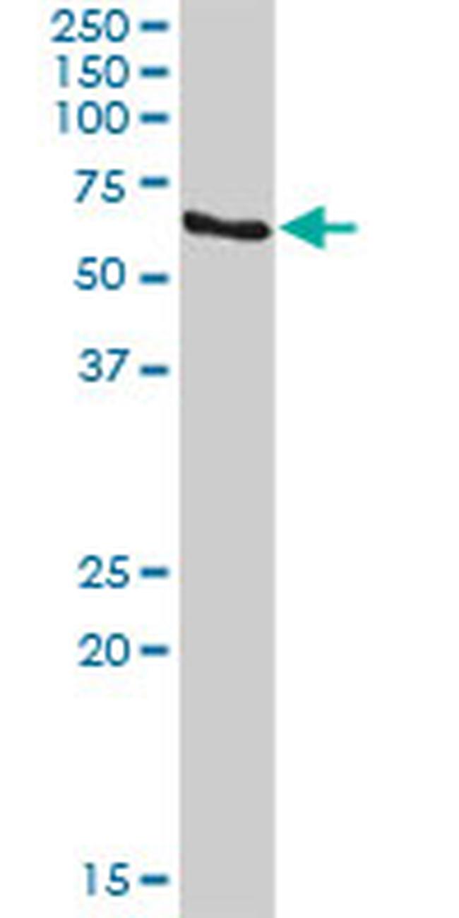 RBPJ Antibody in Western Blot (WB)