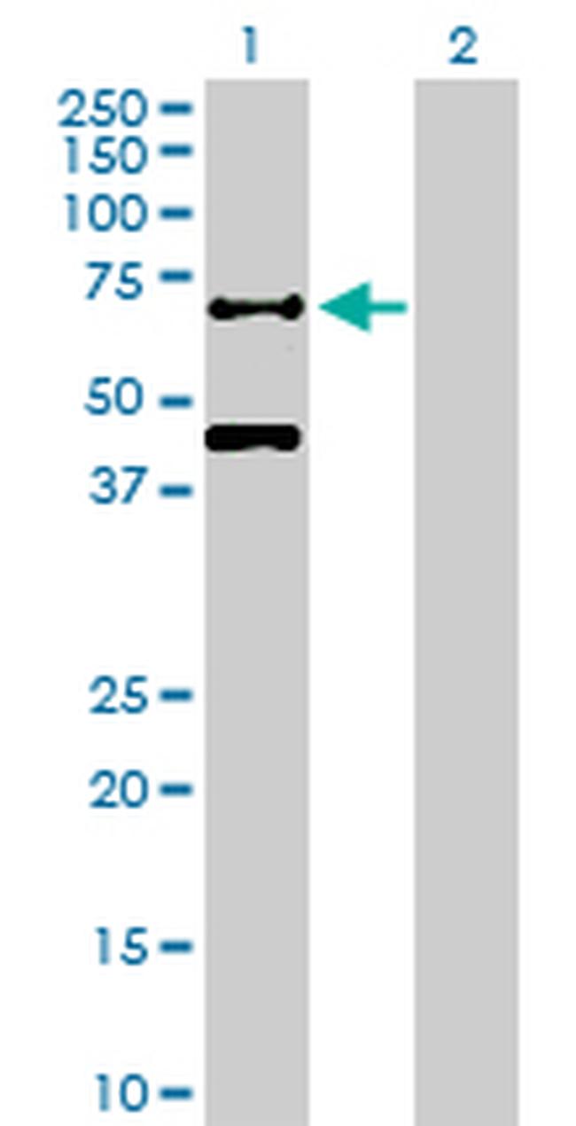 RBPJ Antibody in Western Blot (WB)