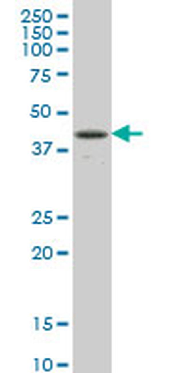 RBPJ Antibody in Western Blot (WB)