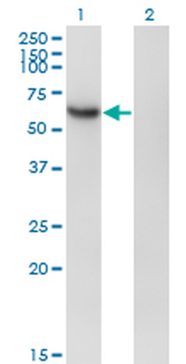 RBPJ Antibody in Western Blot (WB)