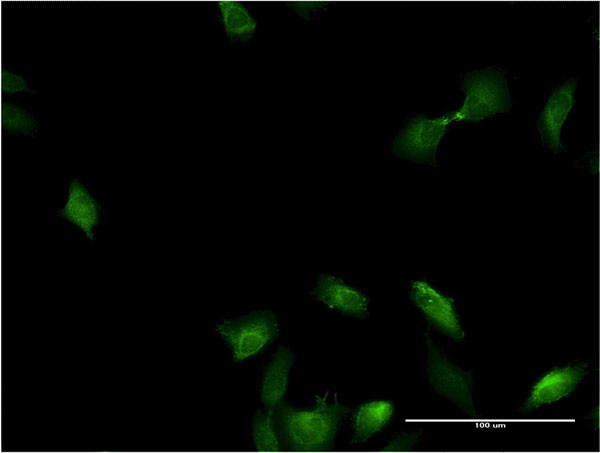 IL1A Antibody in Immunocytochemistry (ICC/IF)