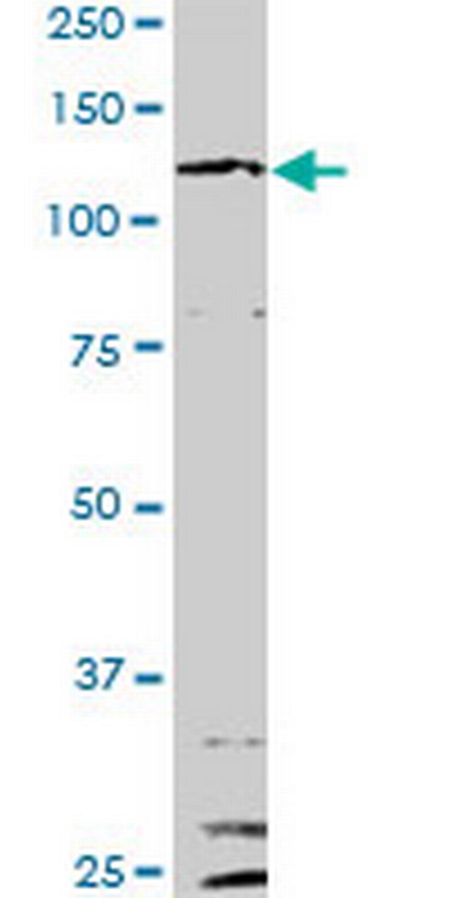 IL6ST Antibody in Western Blot (WB)