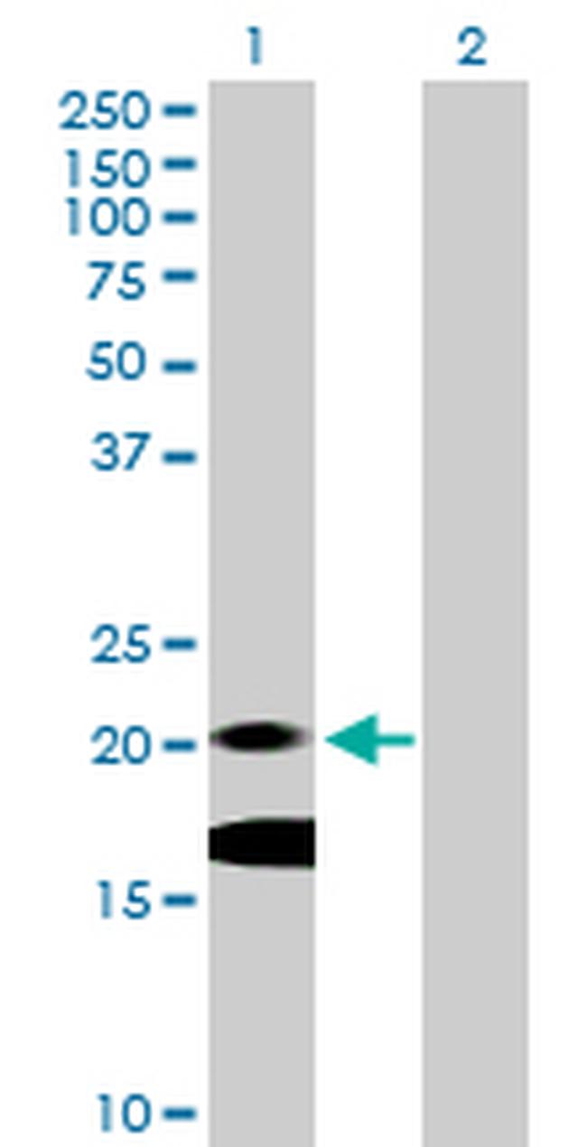 IL7 Antibody in Western Blot (WB)