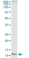 IL8 Antibody in Immunoprecipitation (IP)