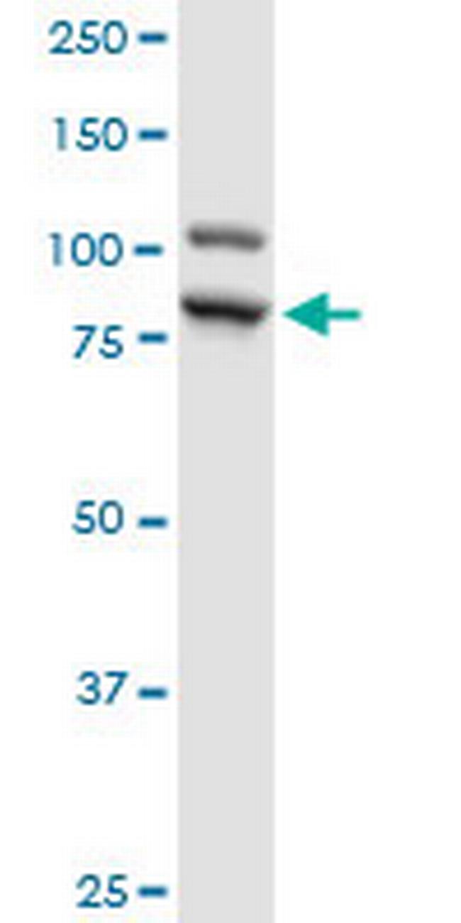 ILF3 Antibody in Western Blot (WB)