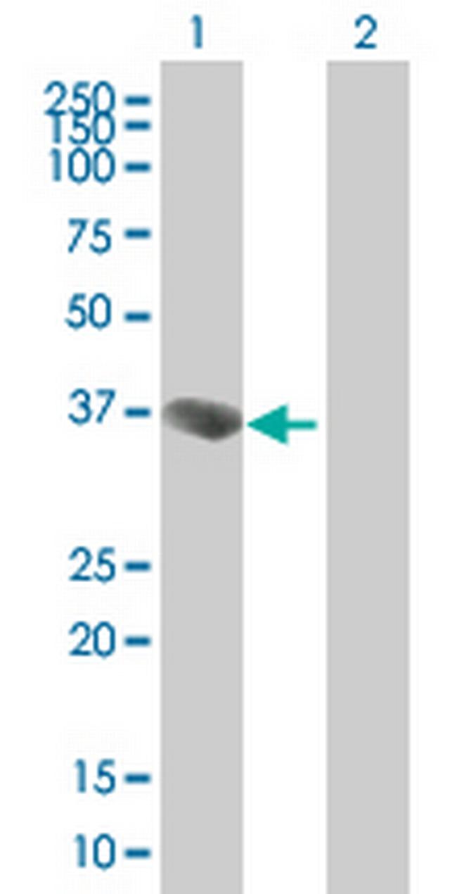 ING2 Antibody in Western Blot (WB)